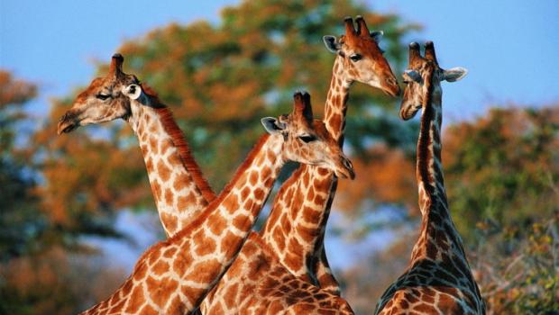Faits intéressants sur les girafes pour enfants et adultes Description de l'animal girafe pour les enfants