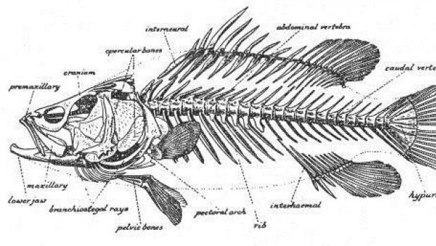 سیستم تنفسی در ماهی خود فرآیند تنفس